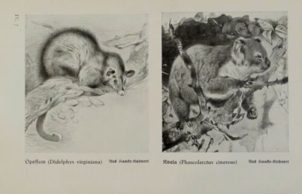 1926 - Opossum, Koala / Bärenwombat, Fuchskusu - alter Druck